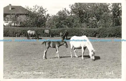 R558326 New Forest Ponys 9926 Ozean Bilder Waldansicht Postkarten