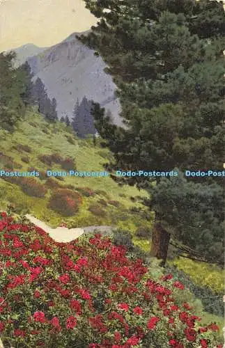 R558893 Rhododendron ferrugineum Pinus cembra Nenke und Ostermaier Photochromie