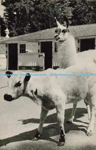 R560538 Woburn Abbey Pets Corner Chartley Calf and Lama English Life Publicatio