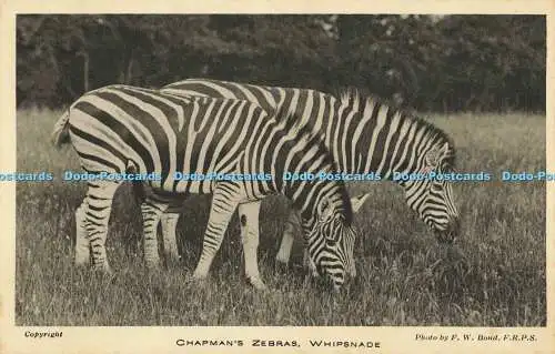 R561713 Whipsnade Chapman Zebras F W Bond