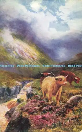 R563430 Highland Cattle Spate in Highlands Tuck Oilette No 3518 A Sherrin