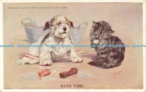 R564294 Bath Time Sealyham Terrier Welpe und kurzhaariger Tabby Valentine Mabel