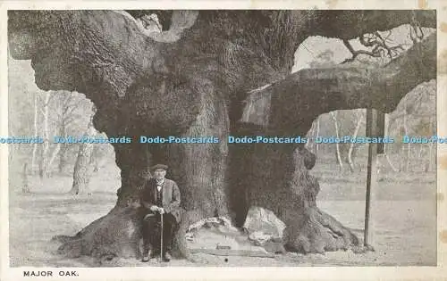 R564480 Major Oak Postkarte