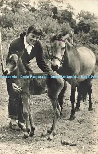 R564573 Frau Pferde oder Ponys Dun Stute Freimaurer Alpha Serie RP