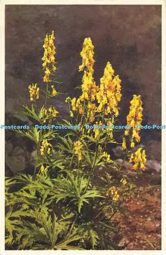 R564642 No 261 Aconitum Iycoctonum Gelber Eisenhut Yellow Monkshood St Z F