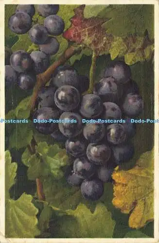 R566688 818 Vitis vinifera Weintraube Vigne Vine Vite E Gyger J Burrow