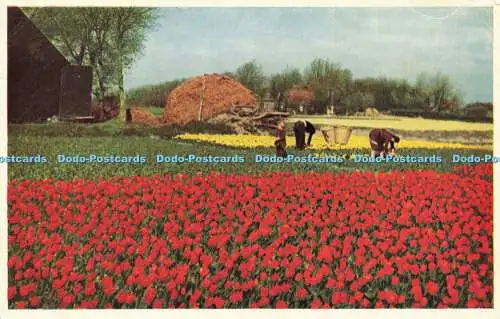 R567973 Topping Tulpen Niederlande Ausleger Ruygrok N V Haarlem Holland