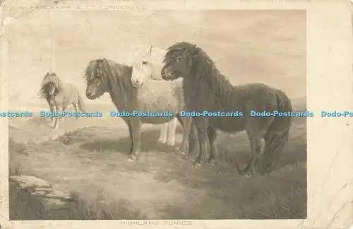 R568009 C W Faulkner Highland Ponys 1905