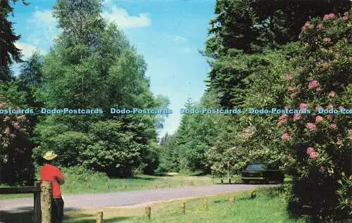 R571523 Ornamental Drive New Forest Colourmaster International Precision