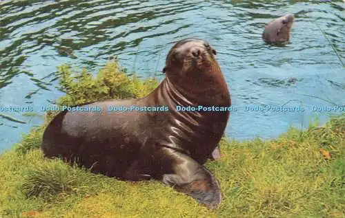 R573530 Sea Lion at Cricket St Thomas Wild Life Park Salmon