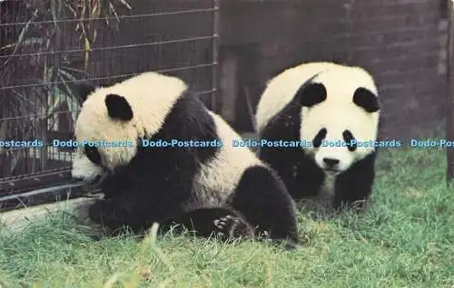 R573697 Chia Chia und Ching Ging Michael Lyster Panda Zoologische Gesellschaft von Lon