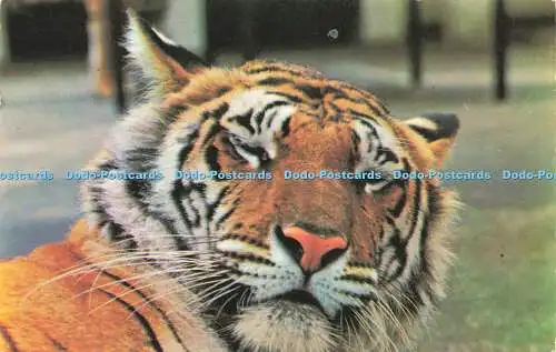 R573698 Tiger M Lyster Zoological Society of London 1974