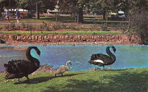 R573755 Black Swans at Dawlish WHS 419 Plastichrome Colourpicture Publishers A W