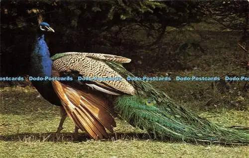 R573801 Indian Blue Peacock Birdworld Holt Pound Near Farnham Surrey Ryman Dowde