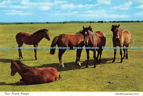 R573898 New Forest Ponys Hinde Thunder and Clayden 1974