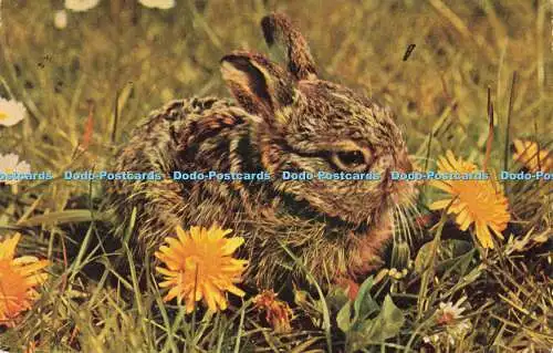 R572098 Leveret Salmon 1971