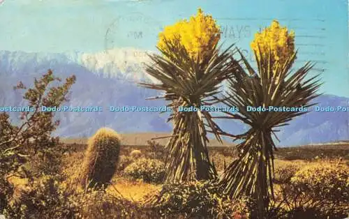 R574123 G 218 Spanisches Bajonett und Mt San Jacinto Al Taylor Desert Seens Curteich