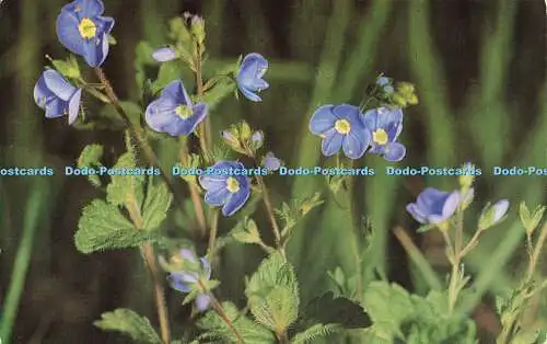 R572194 British Wild Flowers Germander Speedwell Salmon