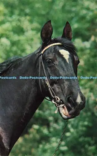 R574554 Horse D Constance Limited Vita Nova