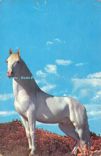 R574603 White Horse Plastichrome Farbbild Verlag 1969 Halle