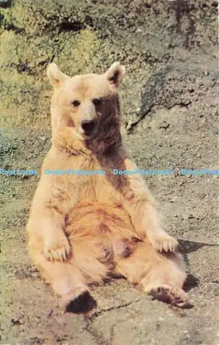 R574657 Syrian Bear Natural Colour Series Zoological Society of London