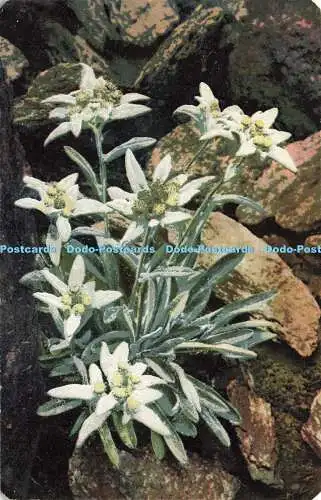 R574683 Blumen Leontopodium alpinum Photochromie Alpenflora 884