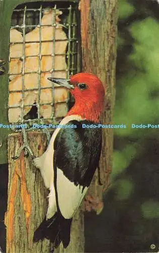 R574769 Rotspecht Melanerpes erythrocephalus Nature Press 1968