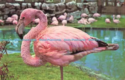 R573038 Rosy Flamingo at London Zoo M Lyster Precision