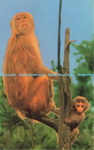 R575309 West Midland Safari Park Rhesus Monkeys Fidelity Farbkarte Fidelity Pr