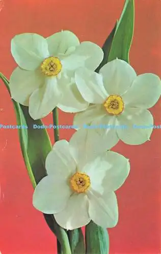 R575338 Blumen