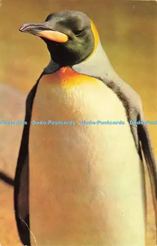 R575506 King Penguin M Lyster Zoological Society of London