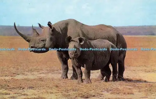 R575600 African Wild Life Rhinoceros Salmon