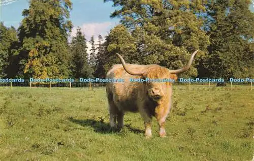 R575605 Highland Cattle at Scone Palace J B White 1972