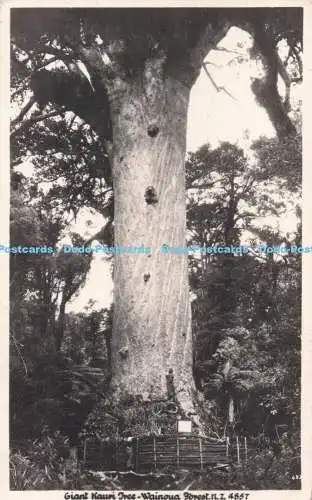 R732751 N Z Wainoua Forest Giant Kauri Tree