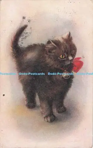 R732911 Katze M und L National Serie Postkarte