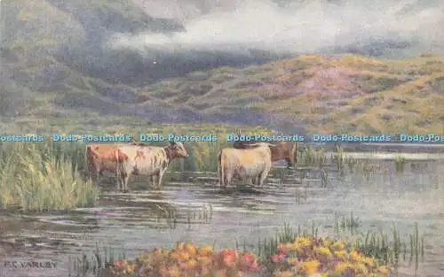 R733301 Highland Cattle A M Davis Quality Cards Series No 574 F C Varley