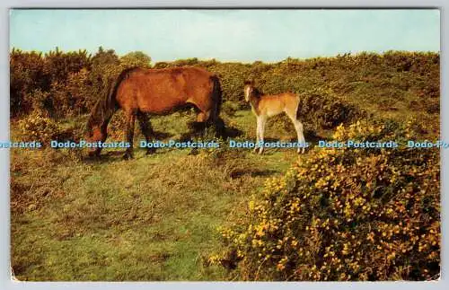 R734047 New Forest Ponys J Salmon Sevenoaks 1984