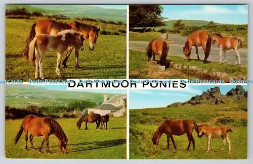 R734052 Dartmoor Ponys J Salmon Sevenoaks Multi View