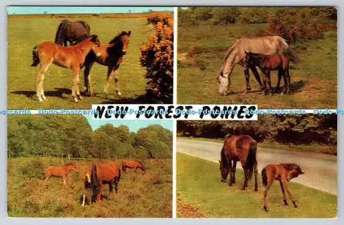 R734123 New Forest Ponys J Salmon Sevenoaks Multi View