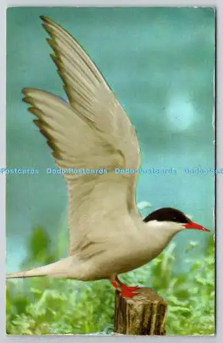 R734555 Blakeney Point Arctic Tern National Trust Naturschutzgebiet Foto Präzision