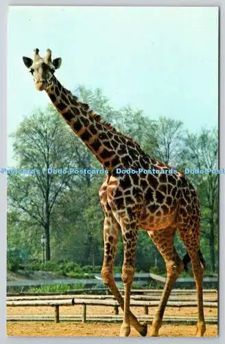 R734745 Giraffe The Zoological Society of London London Zoo M Lyster