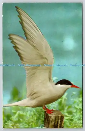 R734804 Arctic Tern Blakeney Point National Trust Nature Reserve Photo Precision