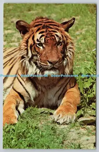 R734819 Tiger The Zoological Society of London M Lyster