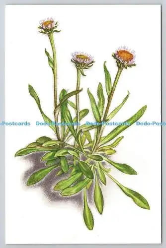 R734835 Eine botanische Zeichnung Erigeron Borealis The National Trust For Scotland Ge