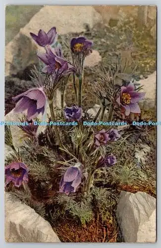 R734926 Blüten Pulsatilla vulgaris Photochromie