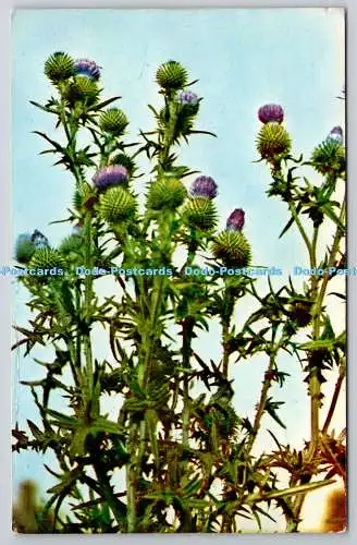 R735152 The Thistle Of Scotland M und L National Series