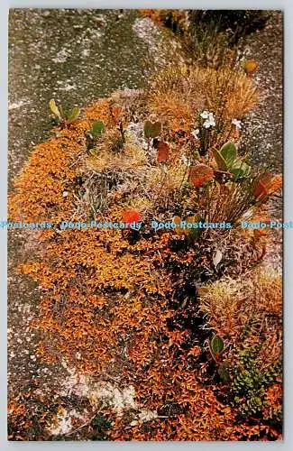 R735341 Kinabalu Nationalpark Sabah Malaysia Blumen wachsen W Meijer