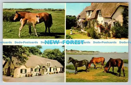 R735594 New Forest The Horses E T W Dennis Multi View