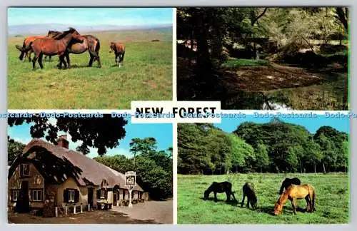 R736300 New Forest Römerbogen New Forest Ponys Foto Precision Colourmaster Int