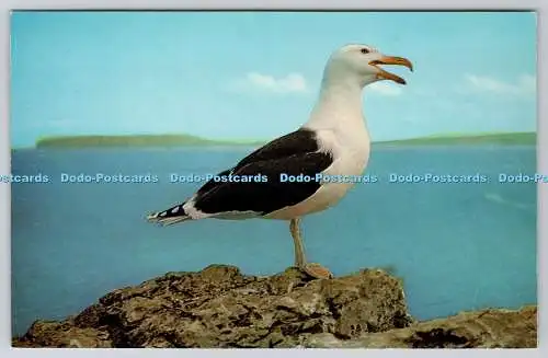 R736310 Great Black Backed Gull J Salmon Sevenoaks